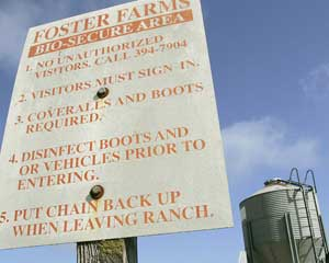 A sign detailing security measures at a Foster Farms facility is shown April 13, 2006 in Merced, Calif. 'Biosecurity' is the buzzword at chicken, turkey and egg operations across the country. A bird flu pandemic sweeping through flocks in Southeast Asia a