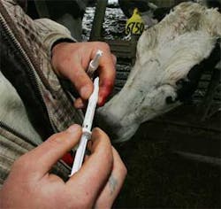 Jesus Guzman holds a couple of vials of rBST, a bovine hormone, before he injects on Saturday, Feb. 17, 2007, in Hanford, Calif. E.J. deJong, who owns Wreden dairy which milks 4100 cows, was a theft victim of $30,000 worth of rBST which has recently becom