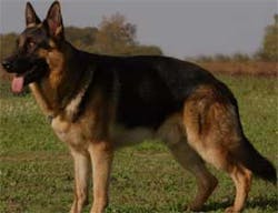 Titans, which are bread for home security and put through two years of rigorous training for their future owners, can fetch up to more than $128,000. Titans, which are bread for home security and put through two years of rigorous training for their future owners, can fetch up to more than $128,000.