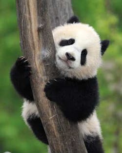 IndigoVisionÂ’s integrated IP Video system has been adopted by Vienna Zoo for use in animal behavior research. IndigoVisionÂ’s integrated IP Video system has been adopted by Vienna Zoo for use in animal behavior research.