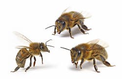 Beehives and bees form a bounded system, where strong authentication is implicit. Members of one hive are not admitted into another hive, even though they are the same species. It is this fundamental authentication property of bounded systems that allowed the development of the Trusted Identity Platform.