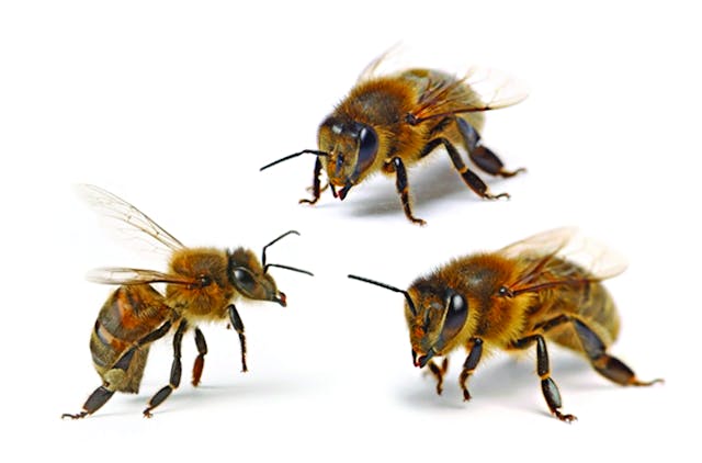 Beehives and bees form a bounded system, where strong authentication is implicit. Members of one hive are not admitted into another hive, even though they are the same species. It is this fundamental authentication property of bounded systems that allowed the development of the Trusted Identity Platform.