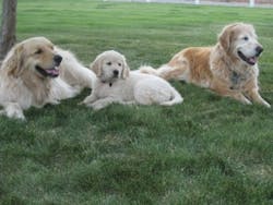 A customer of a Washington alarm dealer uses smart home technology to watch over her pets. A customer of a Washington alarm dealer uses smart home technology to watch over her pets.