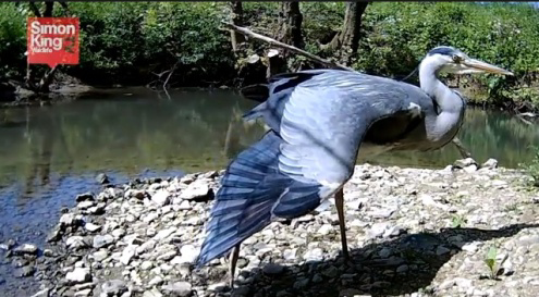 SimonKingWildlife.com is using Vivotek IP cameras to monitor animals up close.