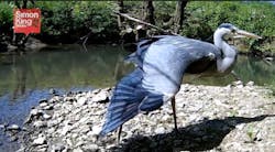 SimonKingWildlife.com is using Vivotek IP cameras to monitor animals up close. SimonKingWildlife.com is using Vivotek IP cameras to monitor animals up close.