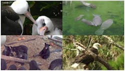 (top left), Save the Manatee Club (top right), Wildlife Center of Virginia (bottom left) and American Eagle Foundation (bottom right).] Video plays a significant role in building an emotional bond between people and the animals they view, which can encourage continued donations to support the cause.