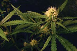 Without reconciliation of banking laws at a federal level, local businesses, such as those popping up in Alaska, will need security to handle cash. Without reconciliation of banking laws at a federal level, local businesses, such as those popping up in Alaska, will need security to handle cash.