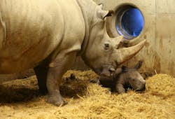 Copenhagen Zoo is using Milestone&apos;s XProtect VMS to create online buzz about rare rhino birth.