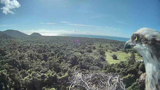 A Sony camera mounted in the canopy allows researchers a stunning bird&rsquo;s eye view without disturbing the elusive raptors.