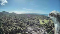 A Sony camera mounted in the canopy allows researchers a stunning bird’s eye view without disturbing the elusive raptors. A Sony camera mounted in the canopy allows researchers a stunning bird’s eye view without disturbing the elusive raptors.