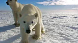 Milestone Systems recently collaborated with NMS Security, SpotterRF, Canon, Dell, Utah's Hogle Zoo, and Polar Bears International to implement a unique video surveillance solution that helps the city of Churchill, Manitoba, to keep citizens, sightseers and polar bears at a safe distance from each other.