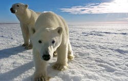 Milestone Systems recently collaborated with NMS Security, SpotterRF, Canon, Dell, Utah's Hogle Zoo, and Polar Bears International to implement a unique video surveillance solution that helps the city of Churchill, Manitoba, to keep citizens, sightseers and polar bears at a safe distance from each other. Milestone Systems recently collaborated with NMS Security, SpotterRF, Canon, Dell, Utah's Hogle Zoo, and Polar Bears International to implement a unique video surveillance solution that helps the city of Churchill, Manitoba, to keep citizens, sightseers and polar bears at a safe distance from each other.