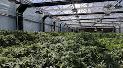 According to Growers Network, the largest marijuana grow facilities in the U.S. can be found in Florida, Illinois, New York, Arizona, Nevada, California, Colorado and New Mexico.