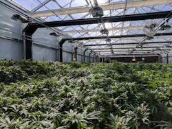 According to Growers Network, the largest marijuana grow facilities in the U.S. can be found in Florida, Illinois, New York, Arizona, Nevada, California, Colorado and New Mexico.