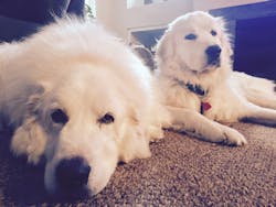 Bred as guard dogs for livestock, Anthony’s dogs are perfectly suited for security. Bred as guard dogs for livestock, Anthony’s dogs are perfectly suited for security.