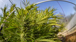 While commercial cannabis growing operations today resemble that of other large agribusinesses, the level of security needed to grow and sell marijuana certainly goes well beyond what is required from corn and soybean farmers.