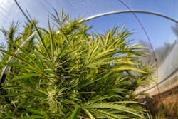 While commercial cannabis growing operations today resemble that of other large agribusinesses, the level of security needed to grow and sell marijuana certainly goes well beyond what is required from corn and soybean farmers.