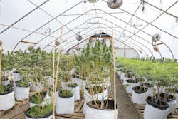 Compliance is the lifeblood of any cannabis operation. It assures you meet all mandates for state and local licensing requirements and for insurance. Compliance is the lifeblood of any cannabis operation. It assures you meet all mandates for state and local licensing requirements and for insurance.