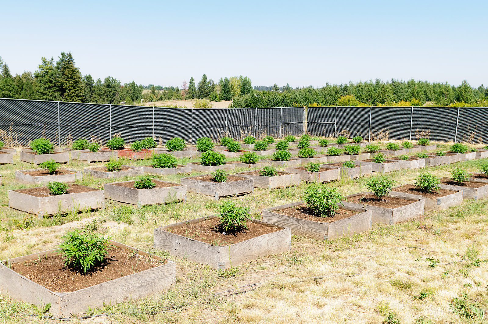 Cannabis plants on a commercial outdoor grow farm in Washington state.