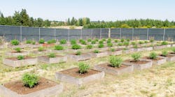 Cannabis plants on a commercial outdoor grow farm in Washington state. Cannabis plants on a commercial outdoor grow farm in Washington state.