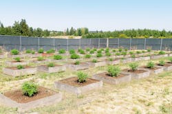 Cannabis plants on a commercial outdoor grow farm in Washington state. Cannabis plants on a commercial outdoor grow farm in Washington state.