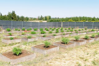 Cannabis plants on a commercial outdoor grow farm in Washington state.
