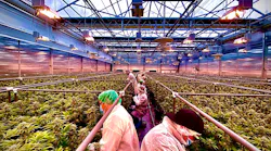 Protecting the supply chain is a high-level concern in cannabis, especially in relation to seed-to-sale, as each plant must be accounted for at every step of the way.