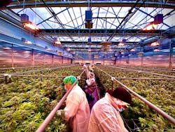 Protecting the supply chain is a high-level concern in cannabis, especially in relation to seed-to-sale, as each plant must be accounted for at every step of the way. Protecting the supply chain is a high-level concern in cannabis, especially in relation to seed-to-sale, as each plant must be accounted for at every step of the way.