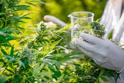 The cannabis industry is in many ways like the pharmaceutical and food industries, and hybrid strains of plants and the specific recipes used to create edibles or vape cartridges are all valuable to competitors, thus rising a corporate espionage threat.