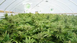Strict surveillance laws surrounding cannabis dispensaries account for every stage of the plant’s growth, trimming, harvesting, packaging, and transportation processes.