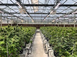 Today's greenhouse growing almost always includes an automated light deprivation system. Integrators should specify IR cameras in growhouses to minimize light pollution and accommodate this growing method. Today's greenhouse growing almost always includes an automated light deprivation system. Integrators should specify IR cameras in growhouses to minimize light pollution and accommodate this growing method.