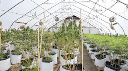 Cannabis providers are required to keep operations from seed-to-sale compliant and, therefore, turning to video surveillance to gain greater insight over their actions.