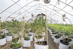 Cannabis providers are required to keep operations from seed-to-sale compliant and, therefore, turning to video surveillance to gain greater insight over their actions.
