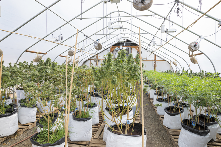 Properly placed, remotely viewed cameras are essential for both security and compliance issues for cannabis growers.
