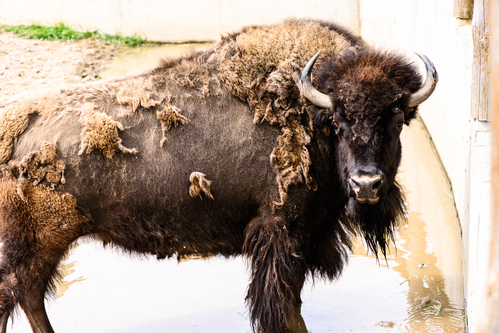 You can make a buffalo go anywhere as long as it wants to go there,