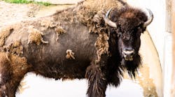 You can make a buffalo go anywhere as long as it wants to go there,