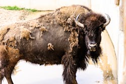 You can make a buffalo go anywhere as long as it wants to go there, You can make a buffalo go anywhere as long as it wants to go there,