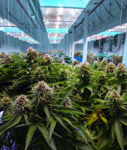 Security is a crucial component to a successful and compliant cannabis business. Security is a crucial component to a successful and compliant cannabis business.