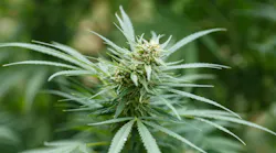After Missouri voters decided to allow recreational cannabis in the state, employers were left wondering what they need — or want — to know about their employees' after-hours cannabis use.