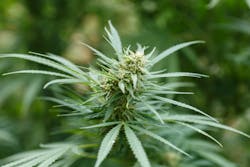 After Missouri voters decided to allow recreational cannabis in the state, employers were left wondering what they need — or want — to know about their employees' after-hours cannabis use. After Missouri voters decided to allow recreational cannabis in the state, employers were left wondering what they need — or want — to know about their employees' after-hours cannabis use.