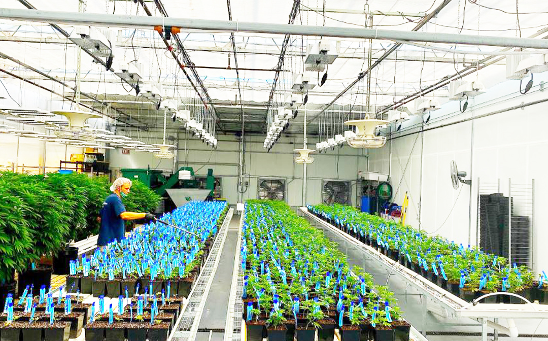 The life cycle of the cannabis industry&rsquo;s products begins at cultivation/processing facilities.