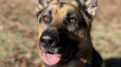 Kovu Cops Monitoring