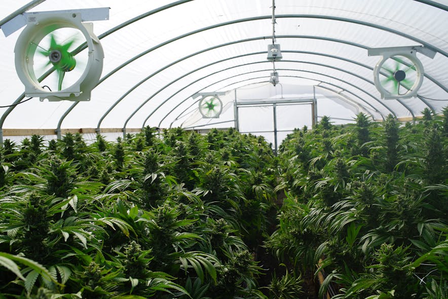 Relying solely on technology can lead to a false sense of security. Excessive security equipment might make cannabis businesses overlook potential vulnerabilities or threats that require human observation, intuition, or intervention.