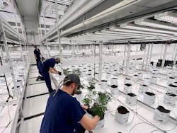 Net2 readers were installed across all doors alongside the camera integration to monitor access from internal employees to grow rooms and vaults. Net2 readers were installed across all doors alongside the camera integration to monitor access from internal employees to grow rooms and vaults.