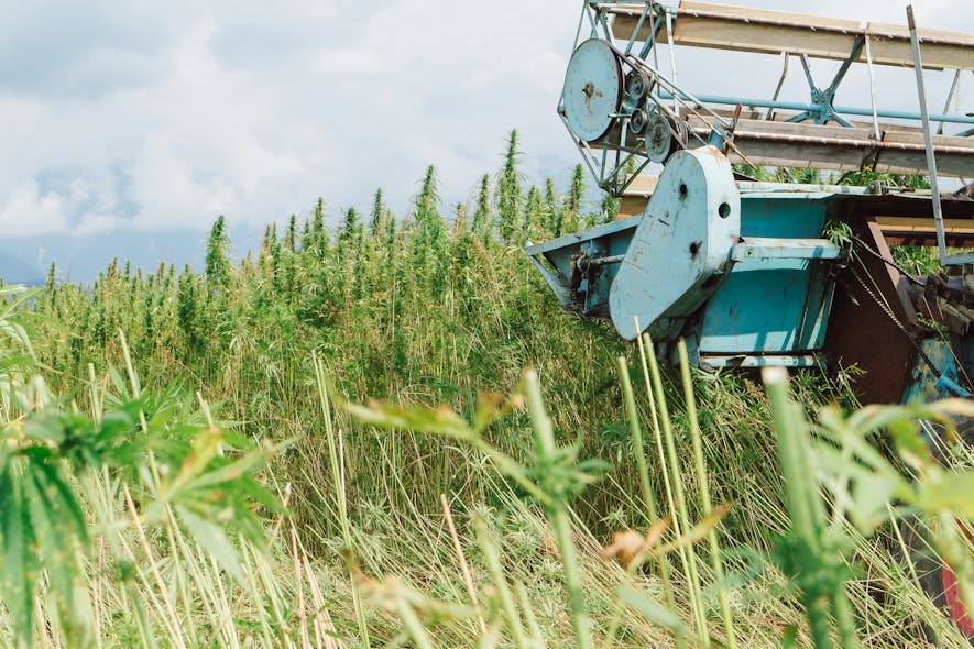 Hemp combine harvester on the farm field collecting cannabis CBD plants for further production and market.
