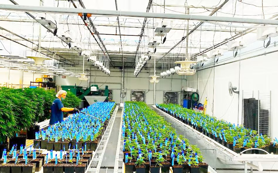 Brighten Up Mike 63768807b94ec 6508c15d9c3de