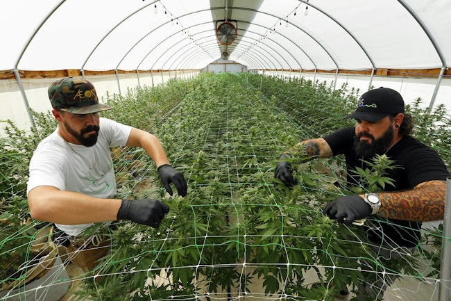 Grow manager Ian Finley, left, and chief horticulturist Butch Williams tend to the marijuana plants growing in the Scottsdale Research Institute in 2021.