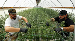 Grow manager Ian Finley, left, and chief horticulturist Butch Williams tend to the marijuana plants growing in the Scottsdale Research Institute in 2021.