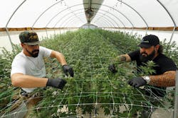 Grow manager Ian Finley, left, and chief horticulturist Butch Williams tend to the marijuana plants growing in the Scottsdale Research Institute in 2021. Grow manager Ian Finley, left, and chief horticulturist Butch Williams tend to the marijuana plants growing in the Scottsdale Research Institute in 2021.
