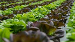 66d87f208c3af343bb738fb6 Garden11 66d87f208c3af343bb738fb6 Garden11